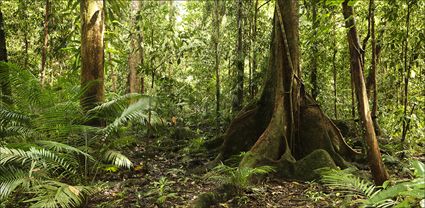 Mossman Gorge - QLD (PBH4 00 17017)